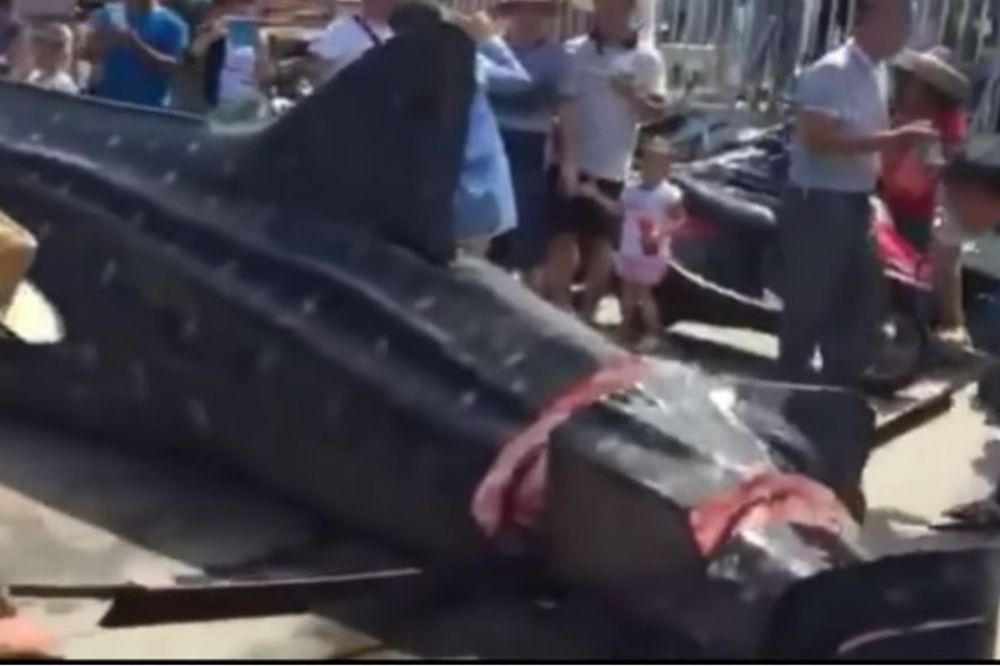 (UZNEMIRAVAJUĆI VIDEO) UŽAS: Zaštićenu kit-ajkulu kasapili dok je još bila živa!