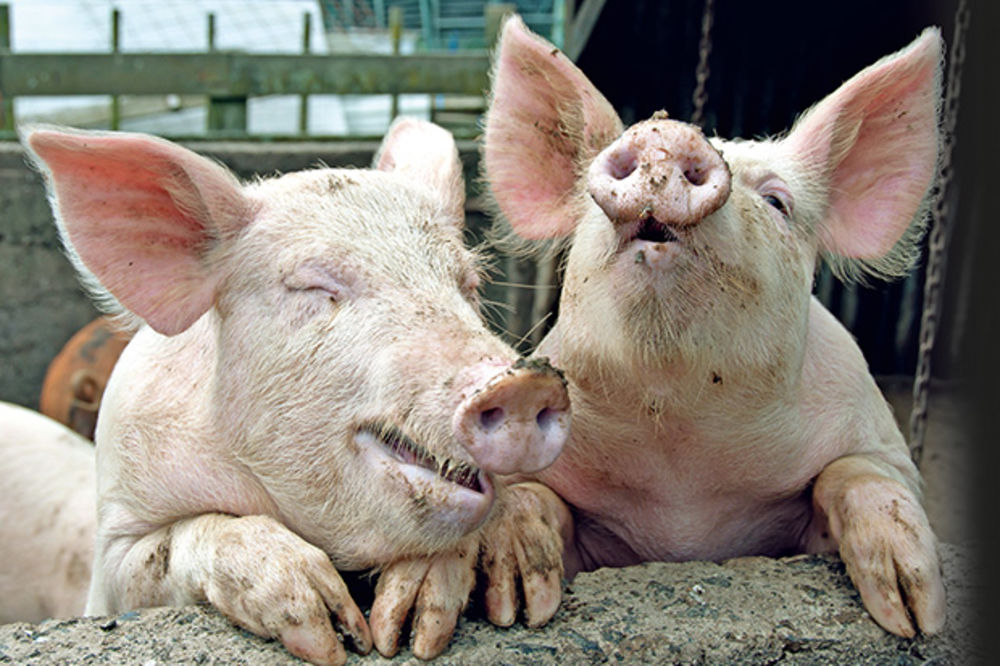 PROPAST SRPSKE ŠOPING MANIJE: Država smo svinjara, a uvozimo svinjske dlake!