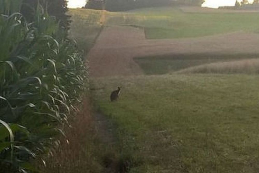 (FOTO) AUSTRIJANCI U ŠOKU: Na njivi u kukuruzu pronašli kengura!