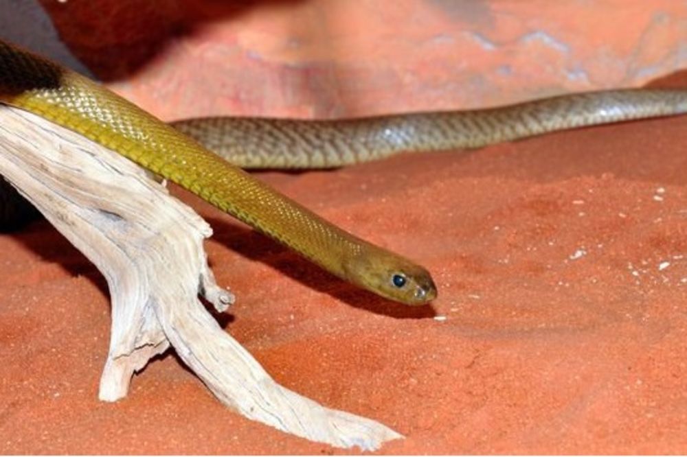 JEZIVO: Usred Beča najotrovnija zmija na svetu!