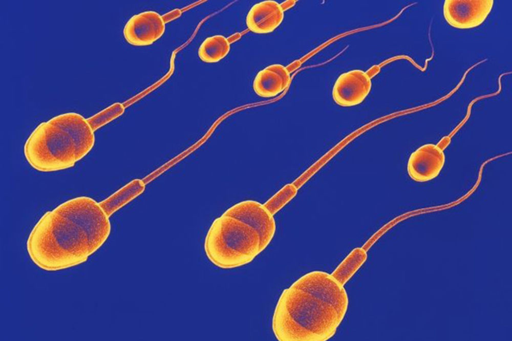 MISLITE NA VREME: Kako da sačuvate zdravlje spermatozoida