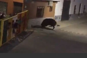 (VIDEO) JOŠ JE I SNIMIO SVOJU SMRT: Razjareni bik izbo snimatelja i bacao ga po ulici!