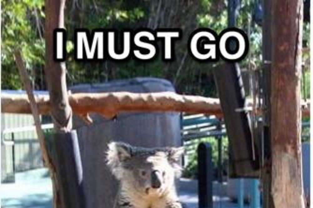 (FOTO) OTKRIVEN NOVI DŽEDAJ MAJSTOR: Živahna koala koja je oduševila svet!
