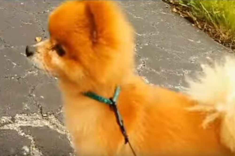 (VIDEO) BEZDUŠNI DIVLJACI: Ubili psa i ostavili ga pred kućnim pragom s porukom - hahaha