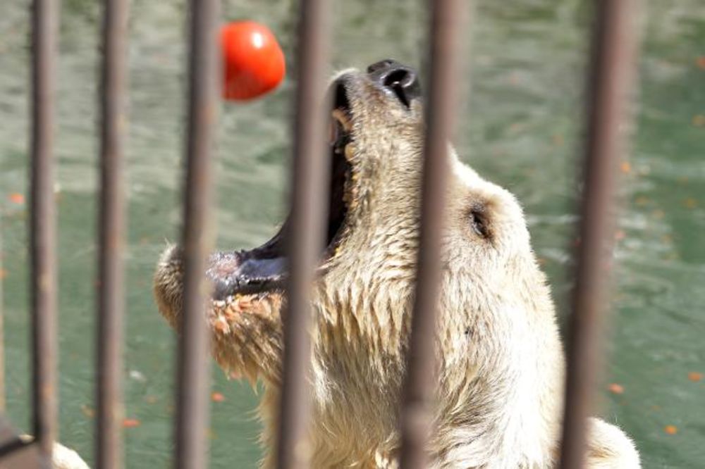 (FOTO) I NJIMA JE VRUĆE: Evo kako se rashlađuju životinje u beogradskom Zoo vrtu!