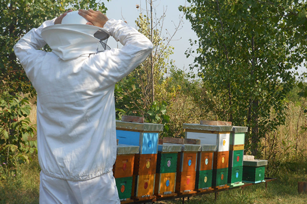 KIKINDSKI PČELARI OČAJNI: Potrovali pčele, napravili štetu 700.000 evra!
