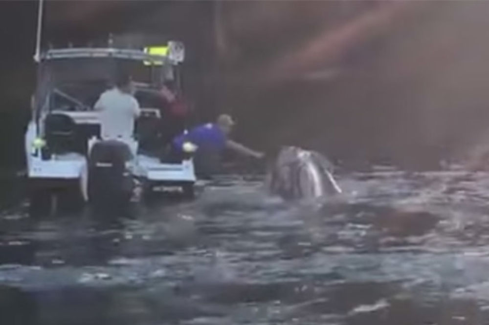 (VIDEO) SUSRET NA MORU POSTAO HIT: Australijski ribari zapamtiće dan kad ih je presreo kit