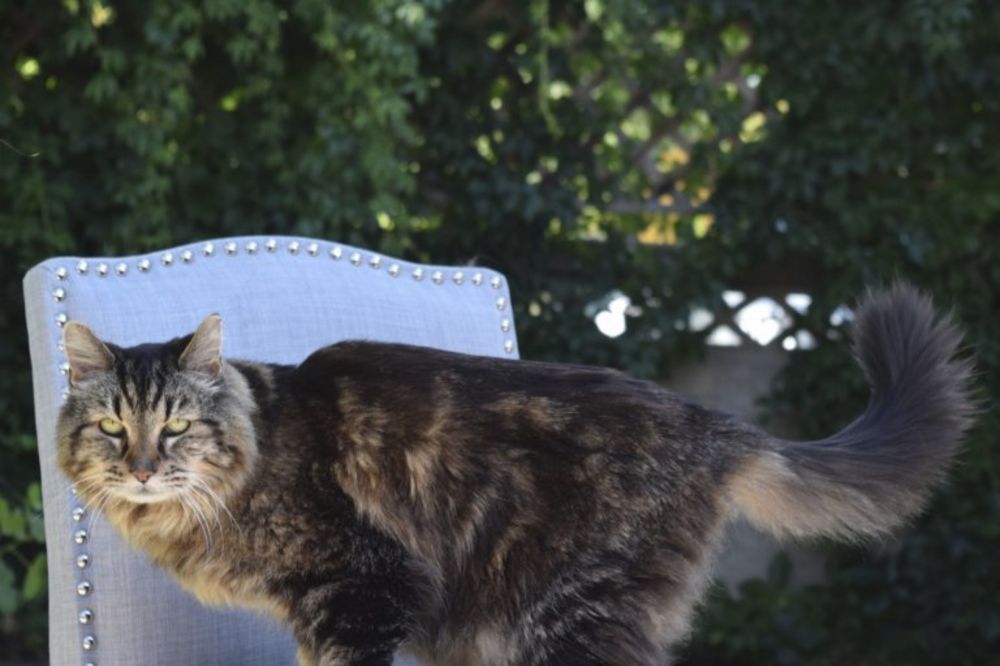 (VIDEO) REKORDER: Ovo je Kordaroj, najstariji mačak na svetu!