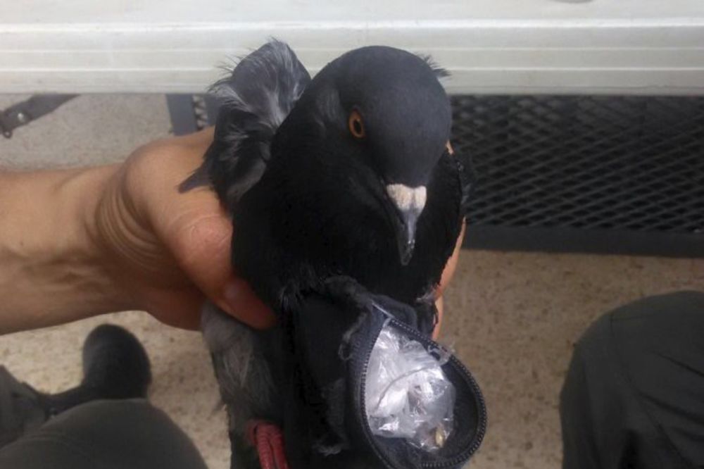 (FOTO) GOLUB DROGONOŠA: Ptica unosila kokain zatvorenicima