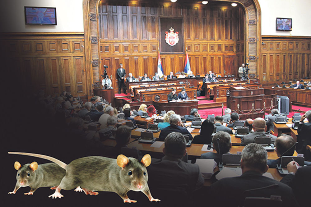OPSADA U PARLAMENTU: Miševi u skupštini, ali stvarno!