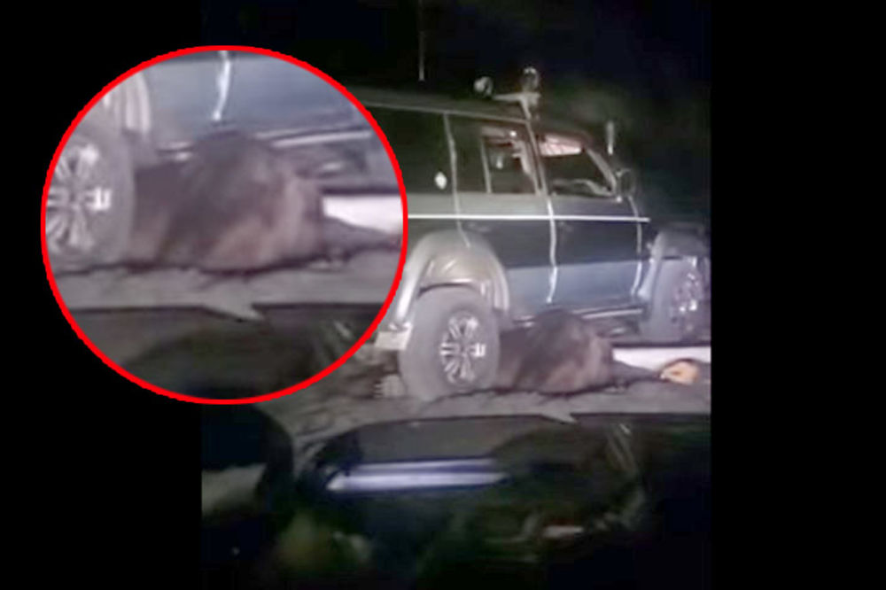 (VIDEO) OSVETA PODIVLJALOG MEDVEDA: Pregazili ga džipom, a onda im se sledila krv u žilama!