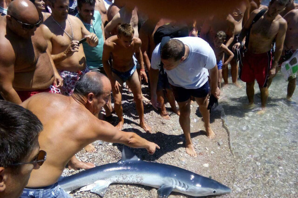 (FOTO) AJKULA U PLIĆAKU KOD HERGEC NOVOG: Morski pas doplivao do plaže!