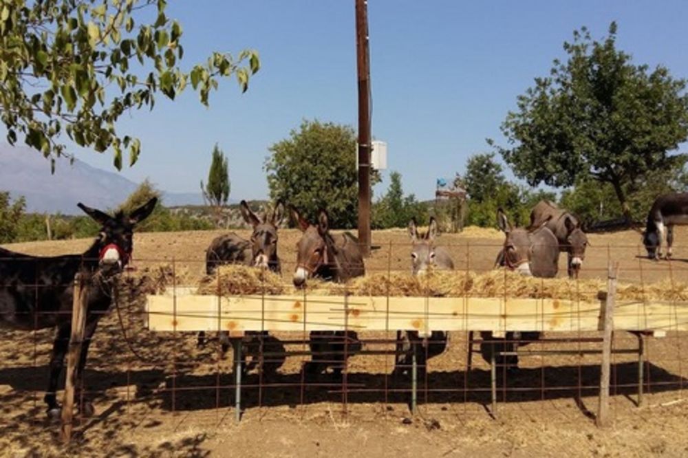 LAKI ZA ODRŽAVANJE: Crna Gora će uskoro imati više magaraca!