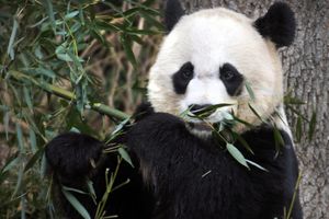 SREĆA U ZOO VRTU: Na svet došle dve male pande