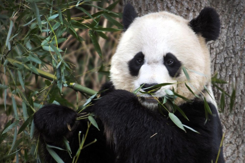 SREĆA U ZOO VRTU: Na svet došle dve male pande