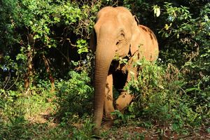 POMAHNITAO: Slon zgazio čuvara i pobegao sa turistima na leđima