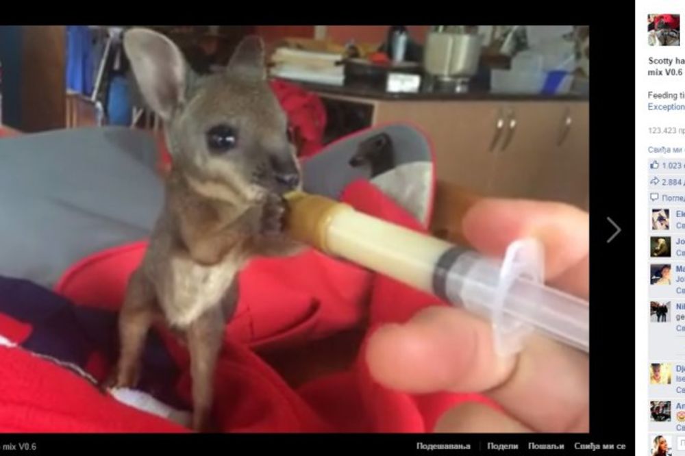 VIDEO KOJI RASTAPA SRCA: Pogledajte kako se hrani siroče kengura kom je majka poginula