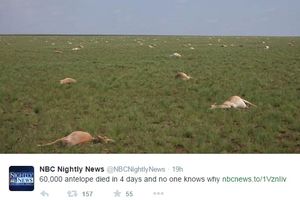 ZASTRAŠUJUĆE: Uginulo 60.000 antilopa za 4 dana, niko ne zna zašto
