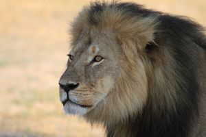 (VIDEO) STROŽI KRITERIJUMI: Obamina administracija će zaštiti lavove
