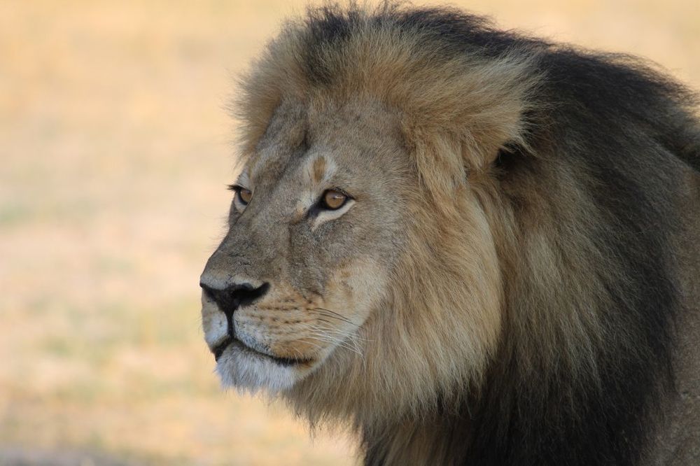 (VIDEO) STROŽI KRITERIJUMI: Obamina administracija će zaštiti lavove