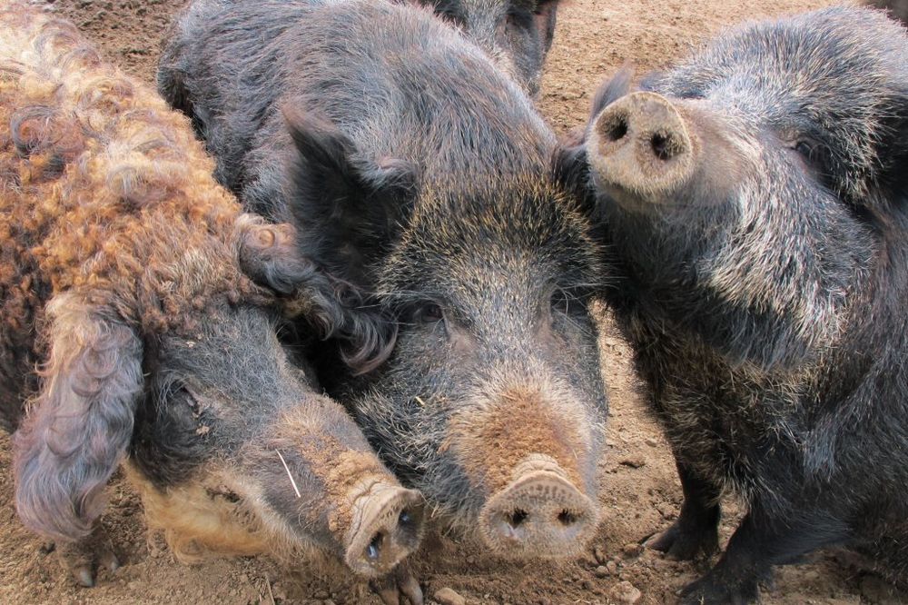 GOSPODAR VEPROVA IZ BAJINE BAŠTE: Milija (68) uz pomoć divljih svinja obučava pse za lov