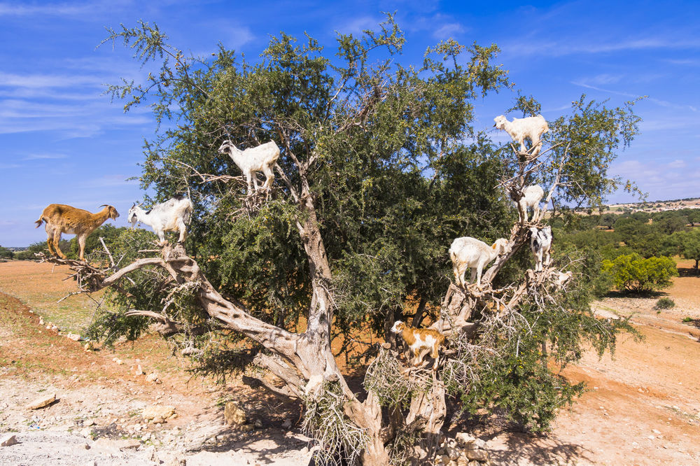 (FOTO I VIDEO) IZGLEDA ŠAŠAVO, ALI JE ISTINA: Koze rastu na drvetu!