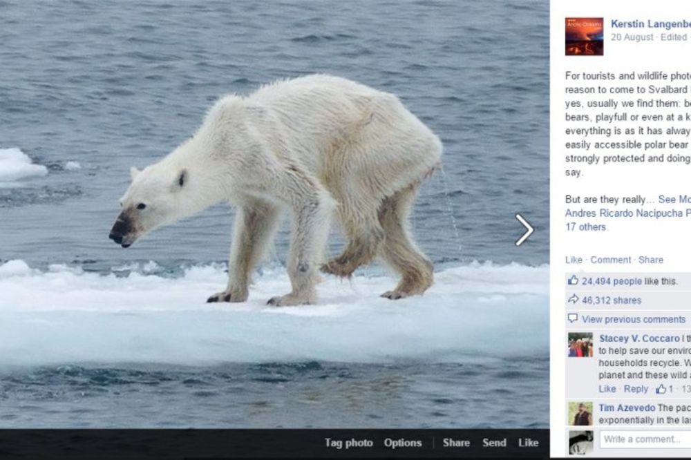 FOTOGRAFIJA KOJA JE RASTUŽILA SVET: Polarna medvedica će uginuti od posledica globalnog zagrevanja