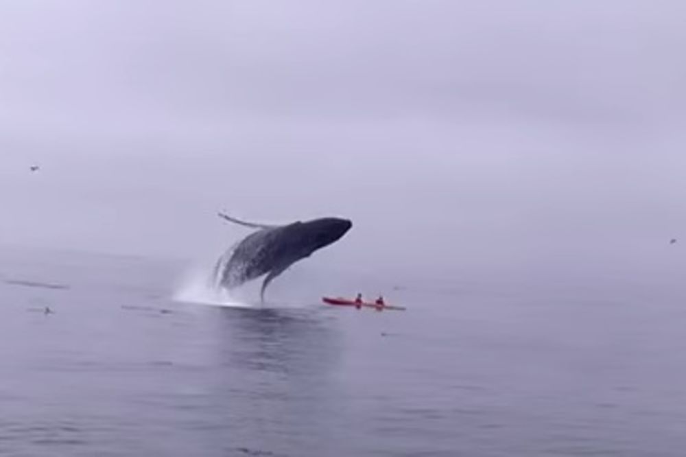 NEVEROVATAN SNIMAK: Poklopio ih 40 tona težak kit, delovalo je kao da im nema spasa...