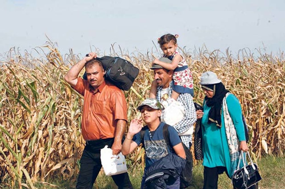 KURIR NA HRVATSKOJ GRANICI: Migranti pešače kroz kukuruze da izbegnu mine