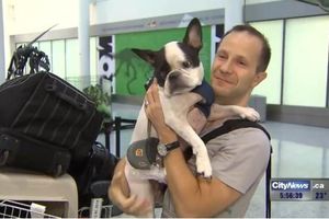 (VIDEO) PILOT HEROJ: Preusmerio međunarodni let da spase jednog psa!