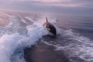 (VIDEO) KAD RIBARI POSTANU MAMAC: Zastrašujući video grupe kitova ubica koji jure čamac