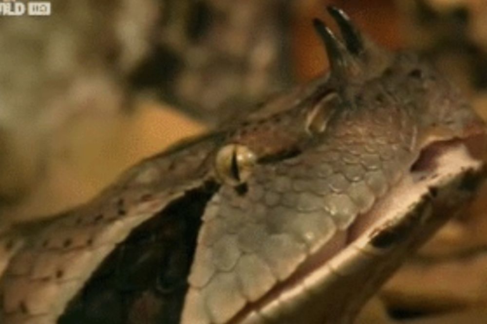 (VIDEO) NIJE ZA OSETLJIVE: Ovako izgledaju posledice najstrašnijih zmijskih ugriza