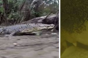 (VIDEO) OVO NE BISTE VOLELI DA DOŽIVITE: Ovako izgleda kada krokodil krene da grize