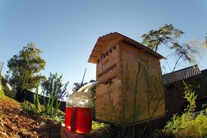 (VIDEO) OVO ĆETE MOĆI I VI: Pogledajte izum koji omogućava skupljanje meda bez uznemiravanja pčela
