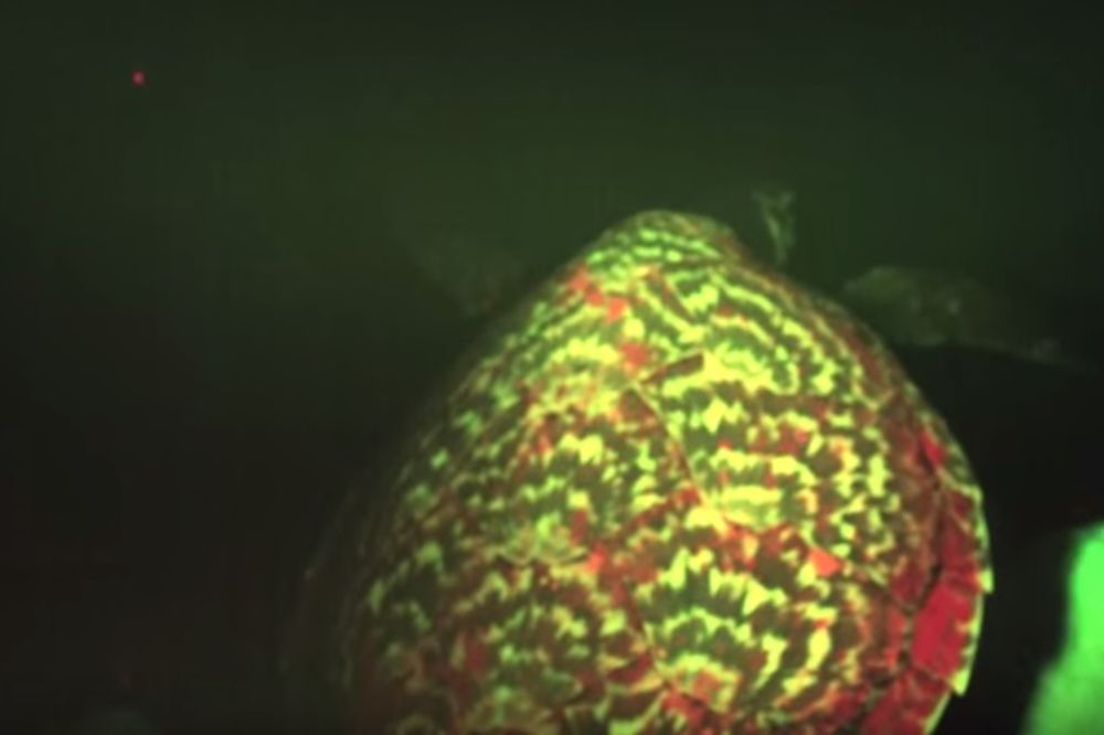 (VIDEO) DUGO SKRIVANA LEPOTICA TIHOG OKEANA: Otkrivena neobična vrsta svetlucave kornjače