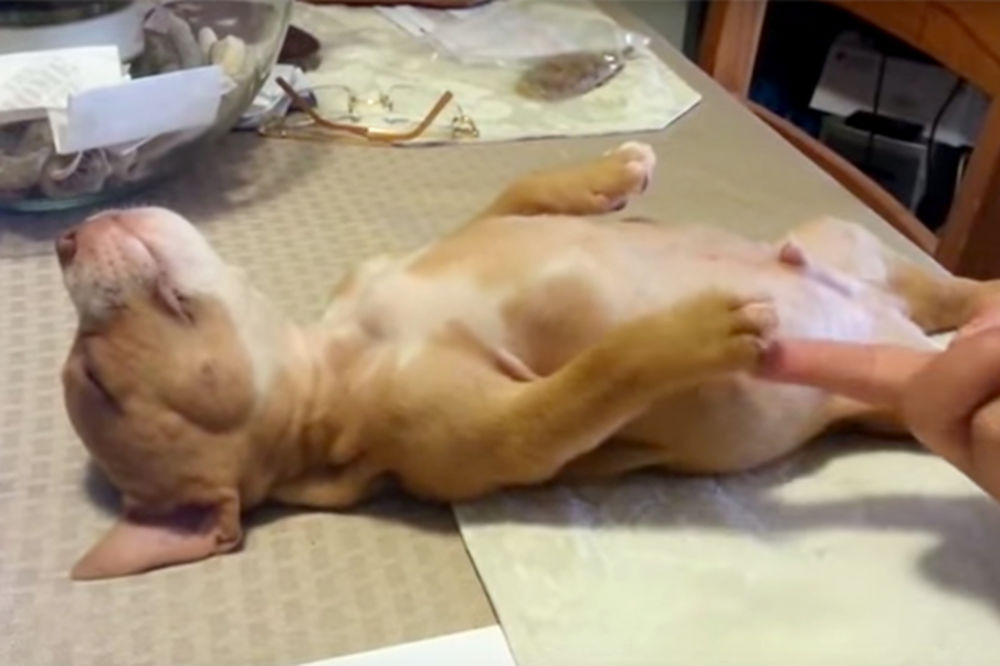 (VIDEO) Kad Leo spava: Neodoljivo štene uživa u snu tako da ćete se zaljubiti