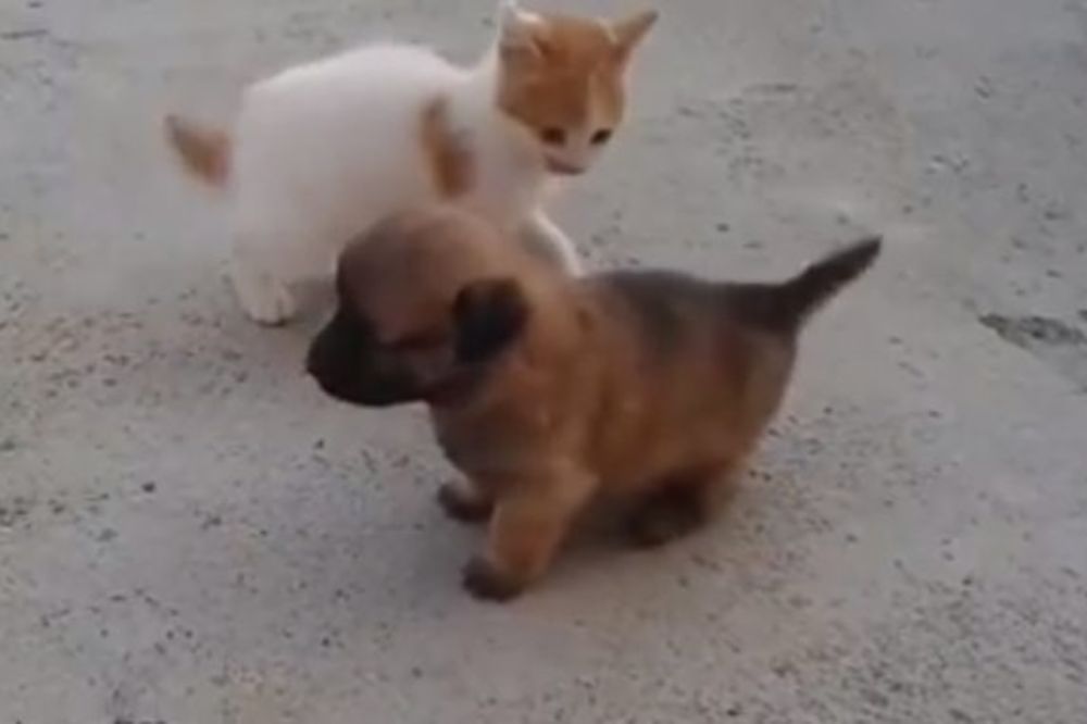 (VIDEO) NEODOLJIVO: Kad se potuku maca i kuca