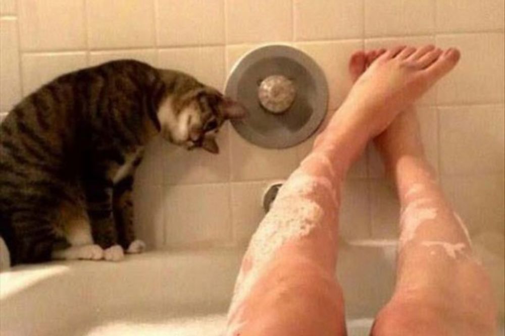 Бесстыжий кот. Кот вцепился в ванную. Смешные кошачьи ноги в ванной. Хозяин в ванной кот в шоке. Как кот залезает в ванную.