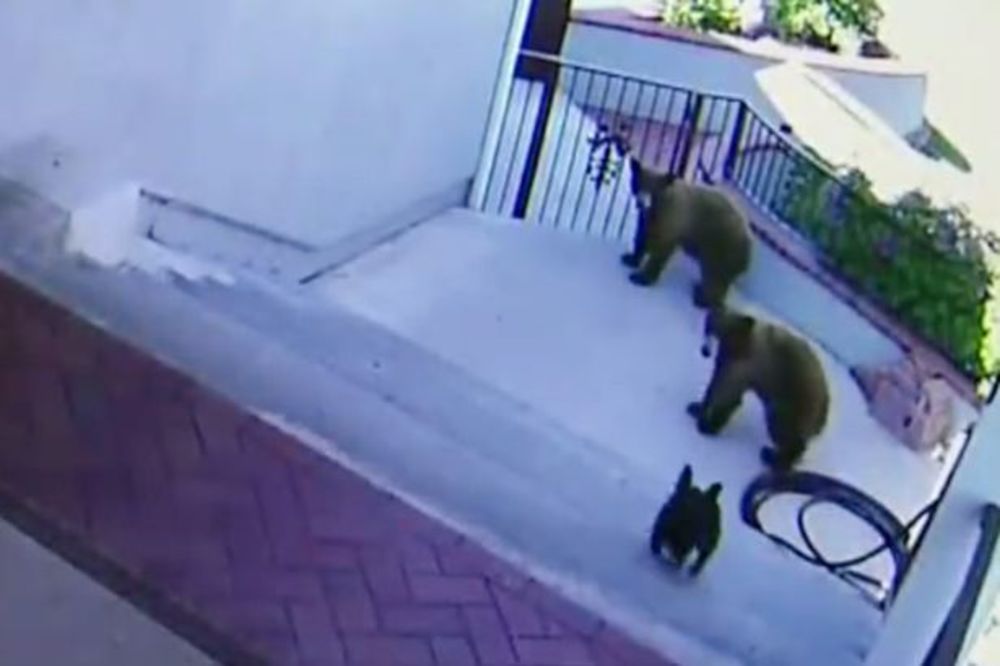 (VIDEO) NEUSTRAŠIVA BORBA: Buldog isterao dva medveda iz dvorišta