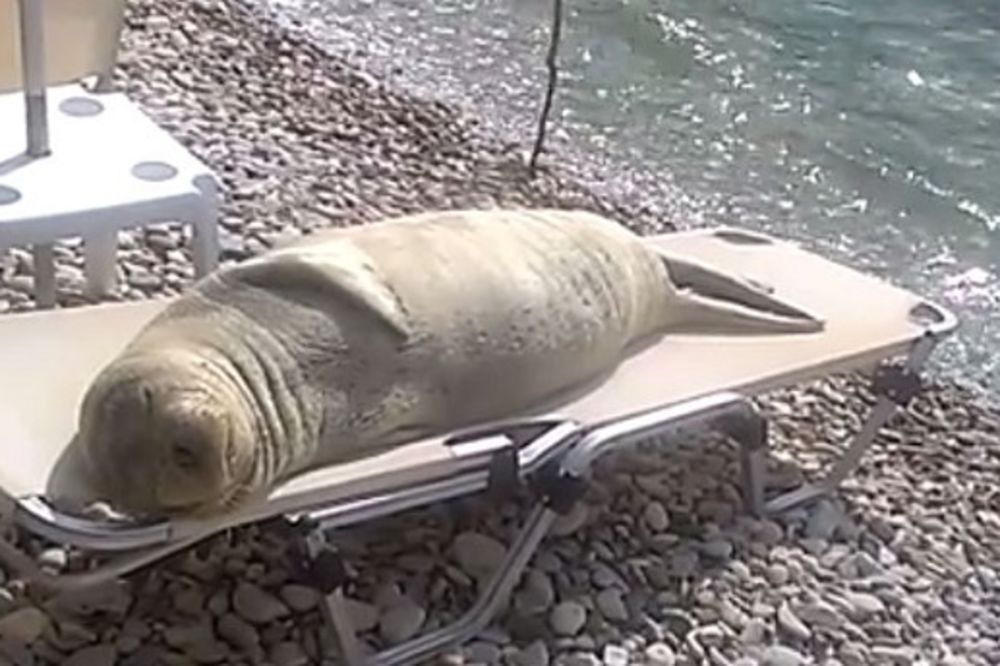 (VIDEO) BAŠ GA BRIGA ZA SVE: Morski lav uživa na ležaljci