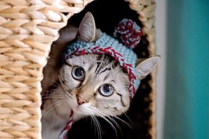 SLATKO DA NE MOŽE BITI SLAĐE: Ove mace su spremne za zimu!