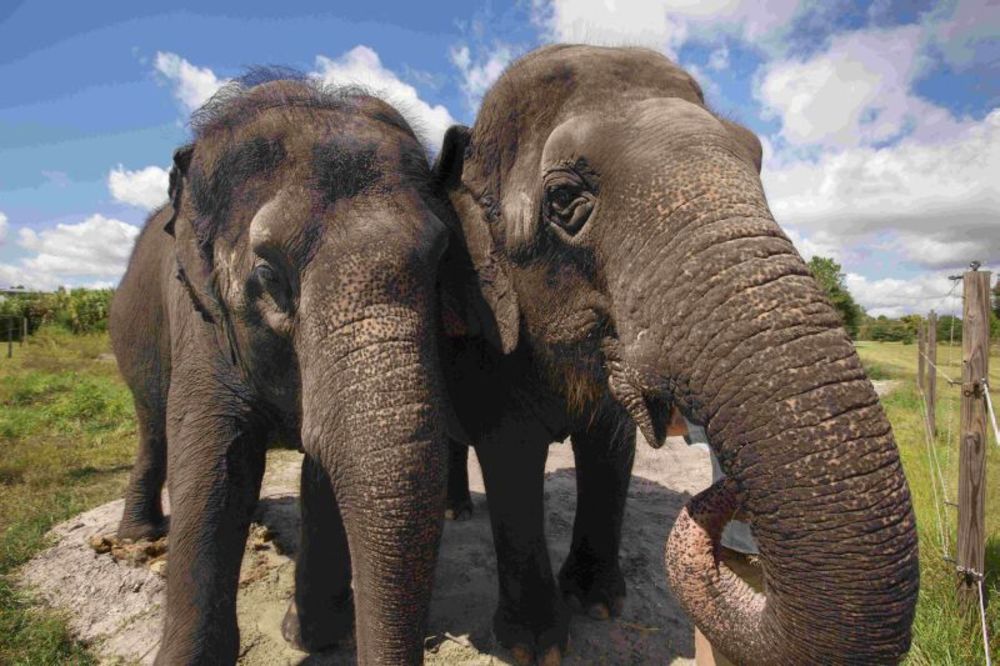 (VIDEO) Evo zašto slonovi ne umiru od raka: Ključni trag u otkrivanju leka za maligne bolesti