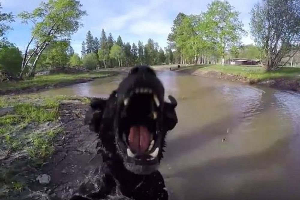 (VIDEO) Kako životinje reaguju na dronove: Iznenadiće vas njihova reakcija