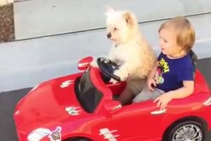 (VIDEO) SNIMAK KOJI JE POSTAO HIT: Ovaj pas zaslužuje vozačku dozvolu!