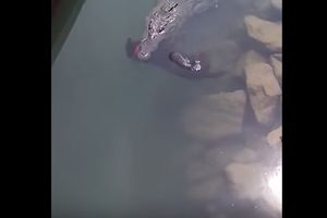 (VIDEO) UŽASNO UZNEMIRUJUĆI SNIMAK: Krokodil zgrabio porodičnog psa i otplivao sa njim u čeljustima
