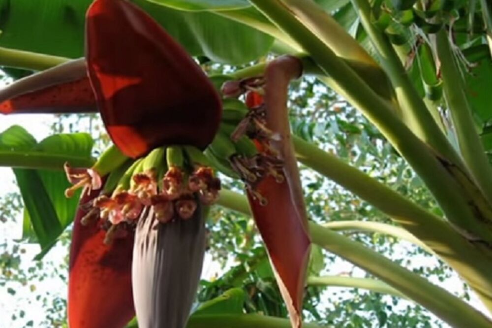 (FOTO) ČUDO NA NIŠAVI: Procvetala banana u Niškoj Banji!