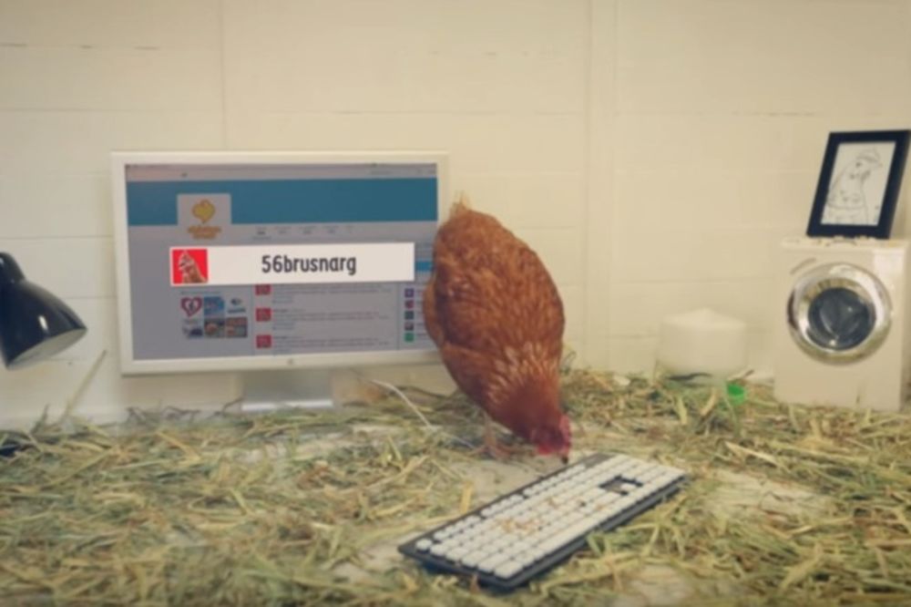 (VIDEO) UPOZNAJTE BETI: Kompanija unajmila kokošku da tvituje umesto njih!