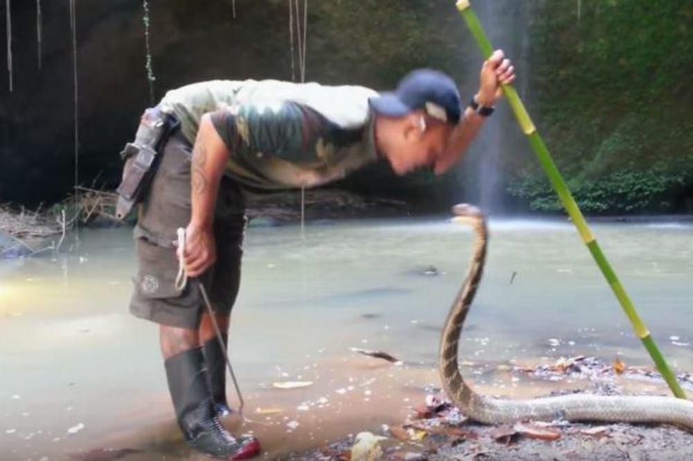 (VIDEO) NJIHOV POSAO NIJE MAČJI KAŠALJ: Pogledajte kako se ovi ljudi igraju sa smrtonosnim zmijama