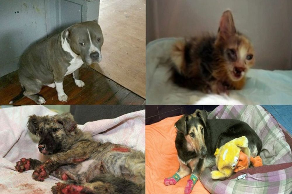 (FOTO) NISU SVI LJUDI MONSTRUMI Ove životinje su mučili i bacili a sada su srećne u novim domovima