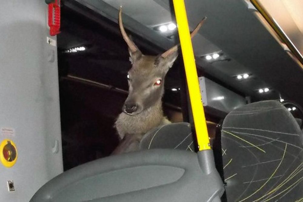 (FOTO) NEVIĐENA DRAMA NA DRUMU: Jelen uleteo kroz prozor u autobus, a onda počinje horor!